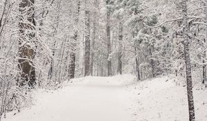 Превью обои деревья, тропа, лес, снег, зима, природа