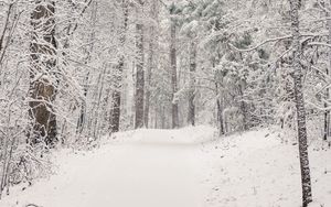 Превью обои деревья, тропа, лес, снег, зима, природа