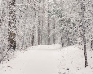 Превью обои деревья, тропа, лес, снег, зима, природа