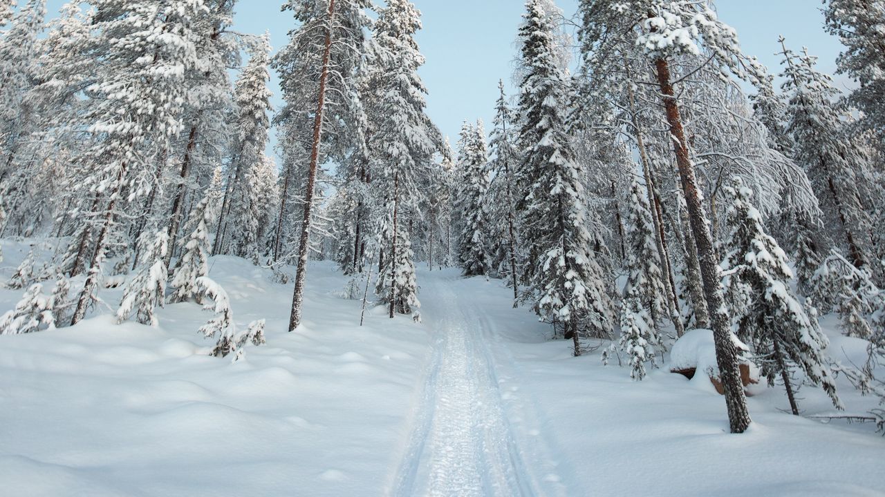 Обои деревья, тропинка, снег, зима, природа