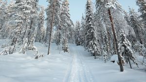 Превью обои деревья, тропинка, снег, зима, природа