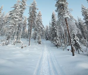 Превью обои деревья, тропинка, снег, зима, природа