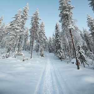 Превью обои деревья, тропинка, снег, зима, природа