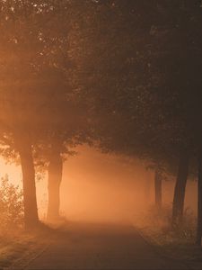 Превью обои деревья, тропинка, туман, свет, природа