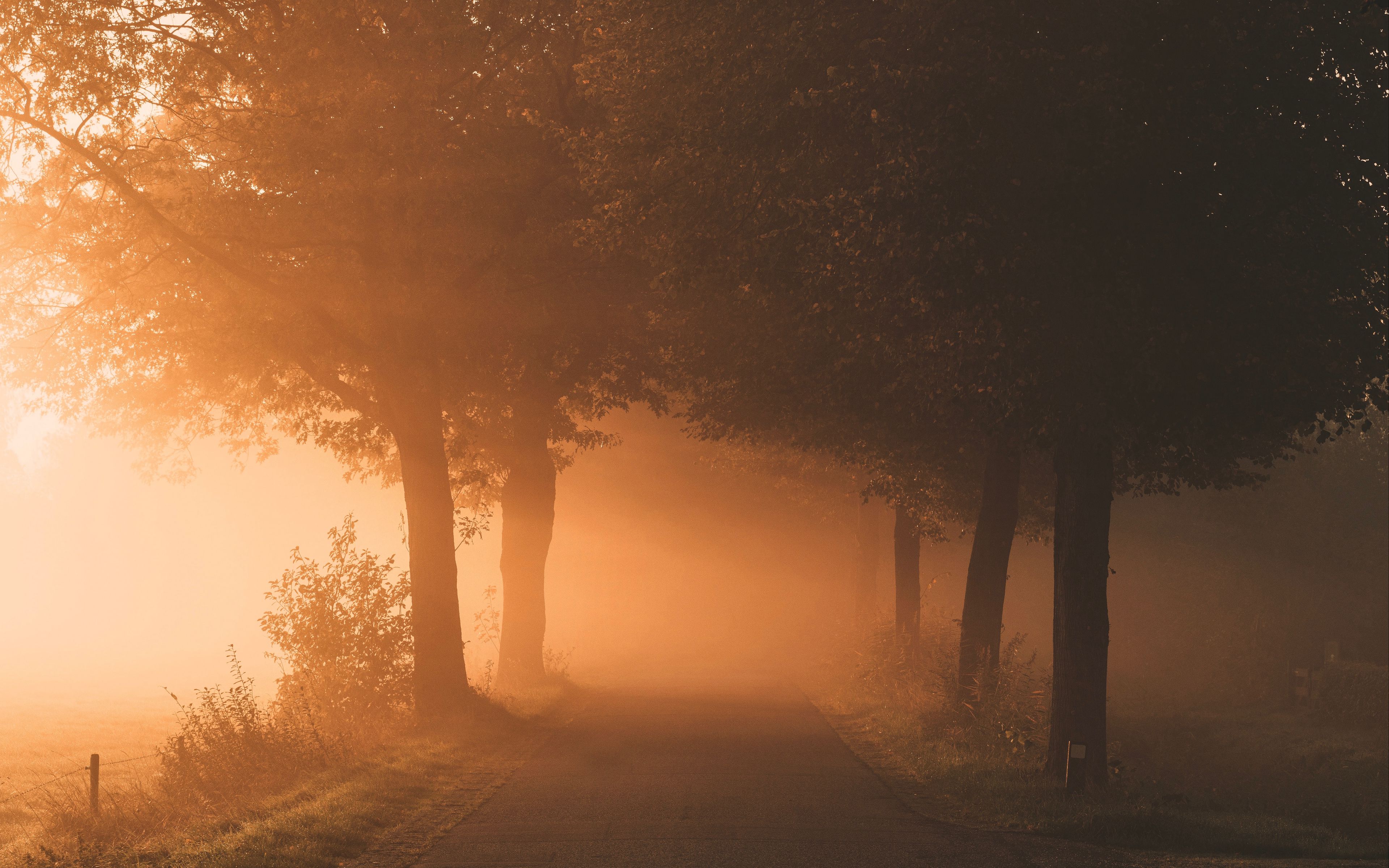 In the early morning forest. Фог. Картинки природы на рабочий стол приятные для глаза.