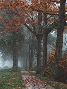 Превью обои деревья, тропинка, туман, осень, парк, пейзаж