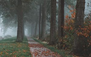 Превью обои деревья, тропинка, туман, осень, парк, пейзаж