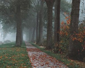Превью обои деревья, тропинка, туман, осень, парк, пейзаж