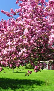 Превью обои деревья, цветущие, весна, сад, двор, розовый