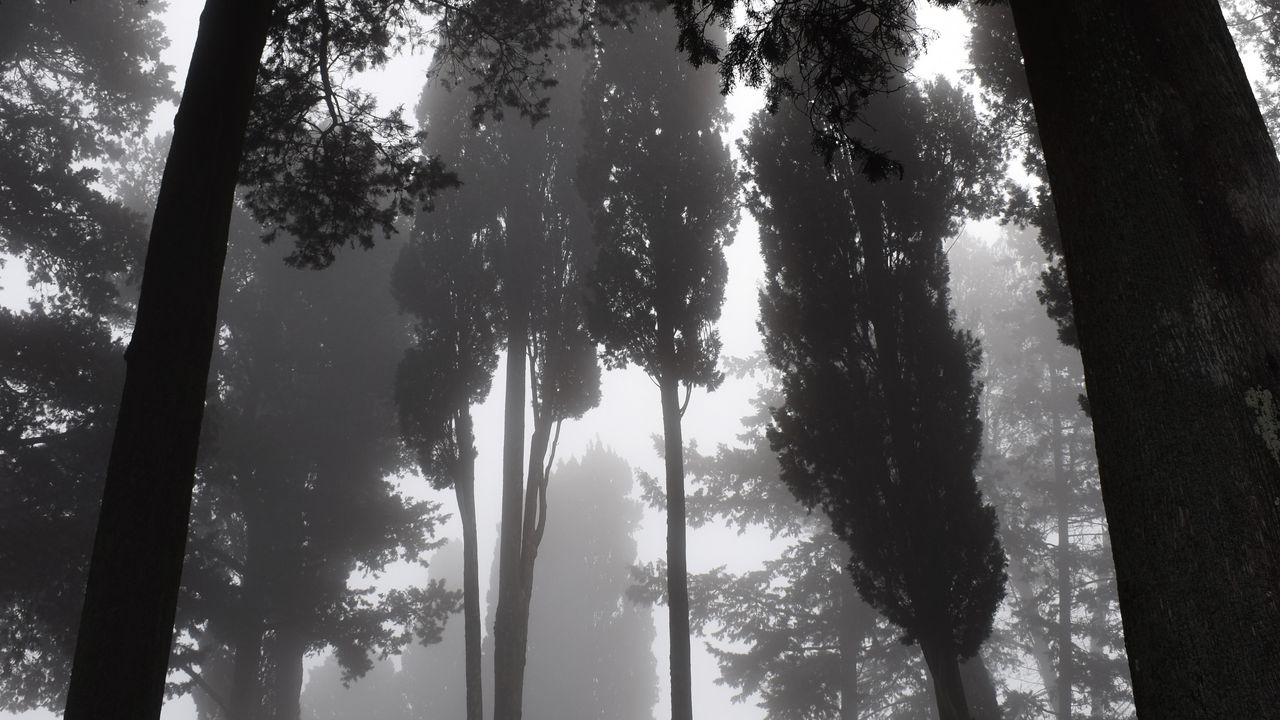 Обои деревья, туман, чб, мрачный, темный