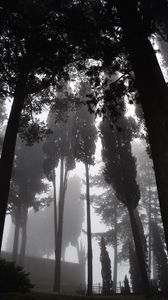 Превью обои деревья, туман, чб, мрачный, темный