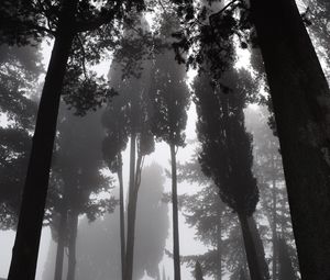Превью обои деревья, туман, чб, мрачный, темный