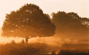 Превью обои деревья, туман, дорога, свет, утро