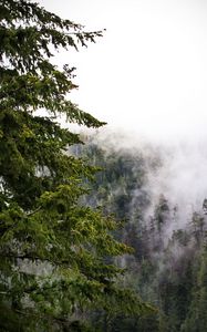 Превью обои деревья, туман, джунгли, природа