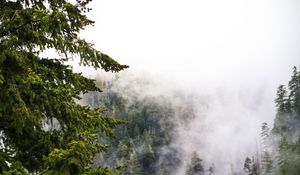 Превью обои деревья, туман, джунгли, природа