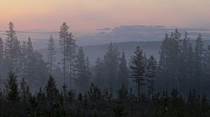 Превью обои деревья, туман, ель, лес