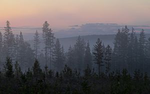 Превью обои деревья, туман, ель, лес