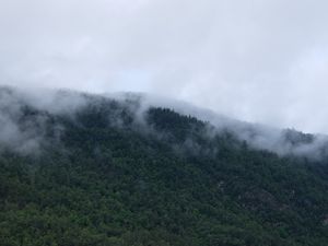 Превью обои деревья, туман, горы