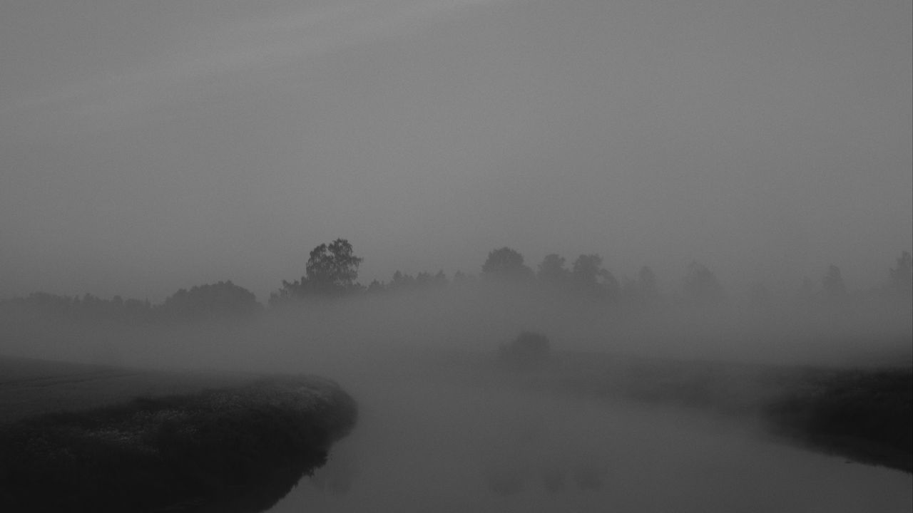 Обои деревья, туман, густой, темный, природа