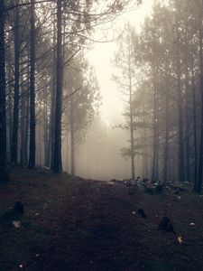Превью обои деревья, туман, лес