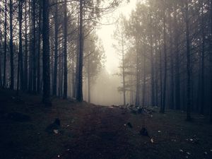 Превью обои деревья, туман, лес