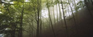 Превью обои деревья, туман, лес, природа, пейзаж