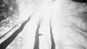 Превью обои деревья, туман, лес, вид снизу, черно-белый