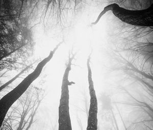 Превью обои деревья, туман, лес, вид снизу, черно-белый