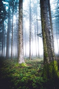 Превью обои деревья, туман, лес, мох, природа
