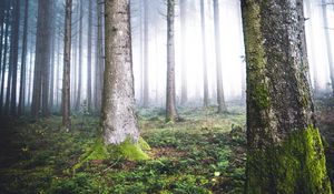 Превью обои деревья, туман, лес, мох, природа