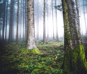 Превью обои деревья, туман, лес, мох, природа