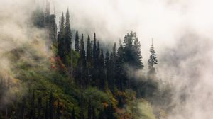 Превью обои деревья, туман, лес, возвышенность