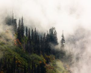 Превью обои деревья, туман, лес, возвышенность