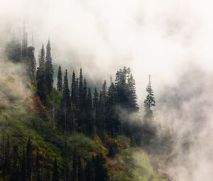 Превью обои деревья, туман, лес, возвышенность