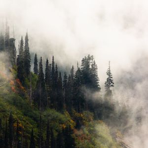 Превью обои деревья, туман, лес, возвышенность