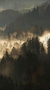 Превью обои деревья, туман, лес, ветки, темный
