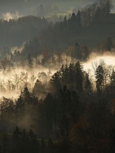 Превью обои деревья, туман, лес, ветки, темный