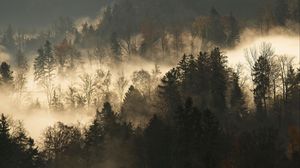 Превью обои деревья, туман, лес, ветки, темный