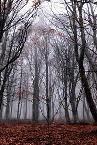 Превью обои деревья, туман, лес, осень, листва, опавший