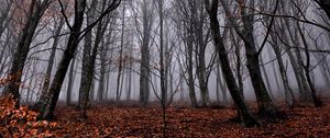 Превью обои деревья, туман, лес, осень, листва, опавший