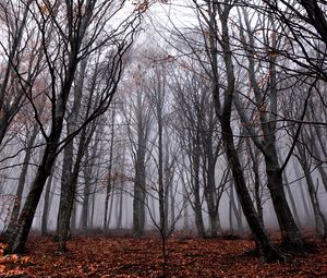 Превью обои деревья, туман, лес, осень, листва, опавший