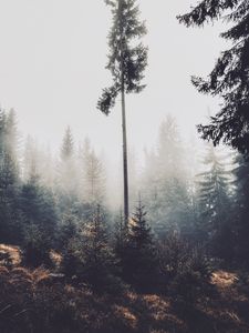 Превью обои деревья, туман, лес, сосны, хвойный