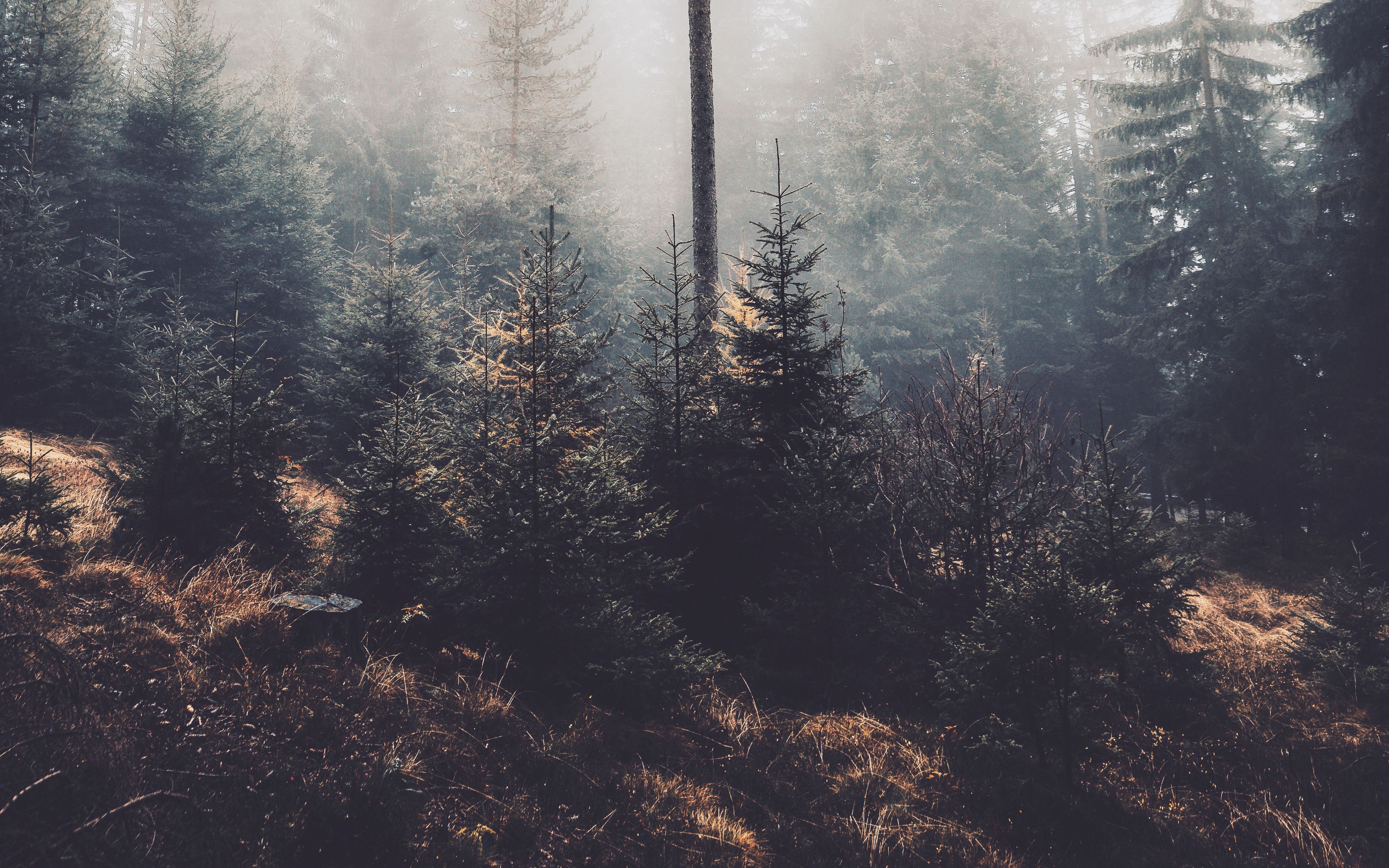 Хвойный лес Эстетика тёмная