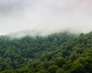 Превью обои деревья, туман, лес, небо