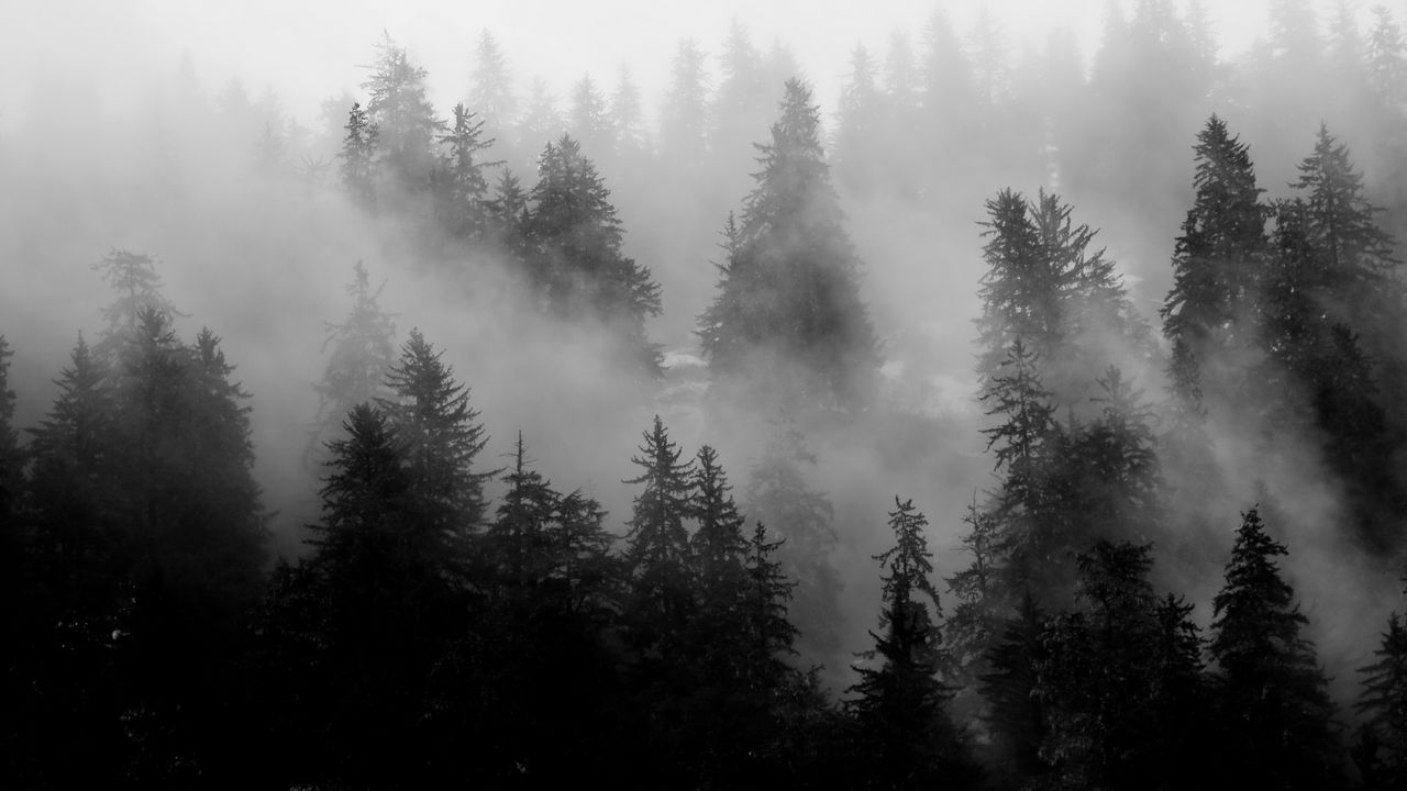 Туман в ноябре в лесу фото