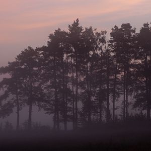 Превью обои деревья, туман, лес, сумерки