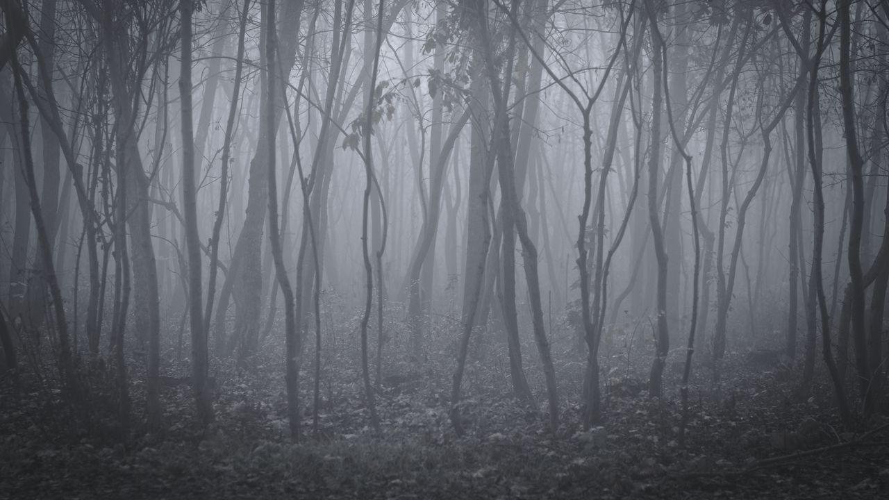 Обои деревья, туман, лес, пейзаж
