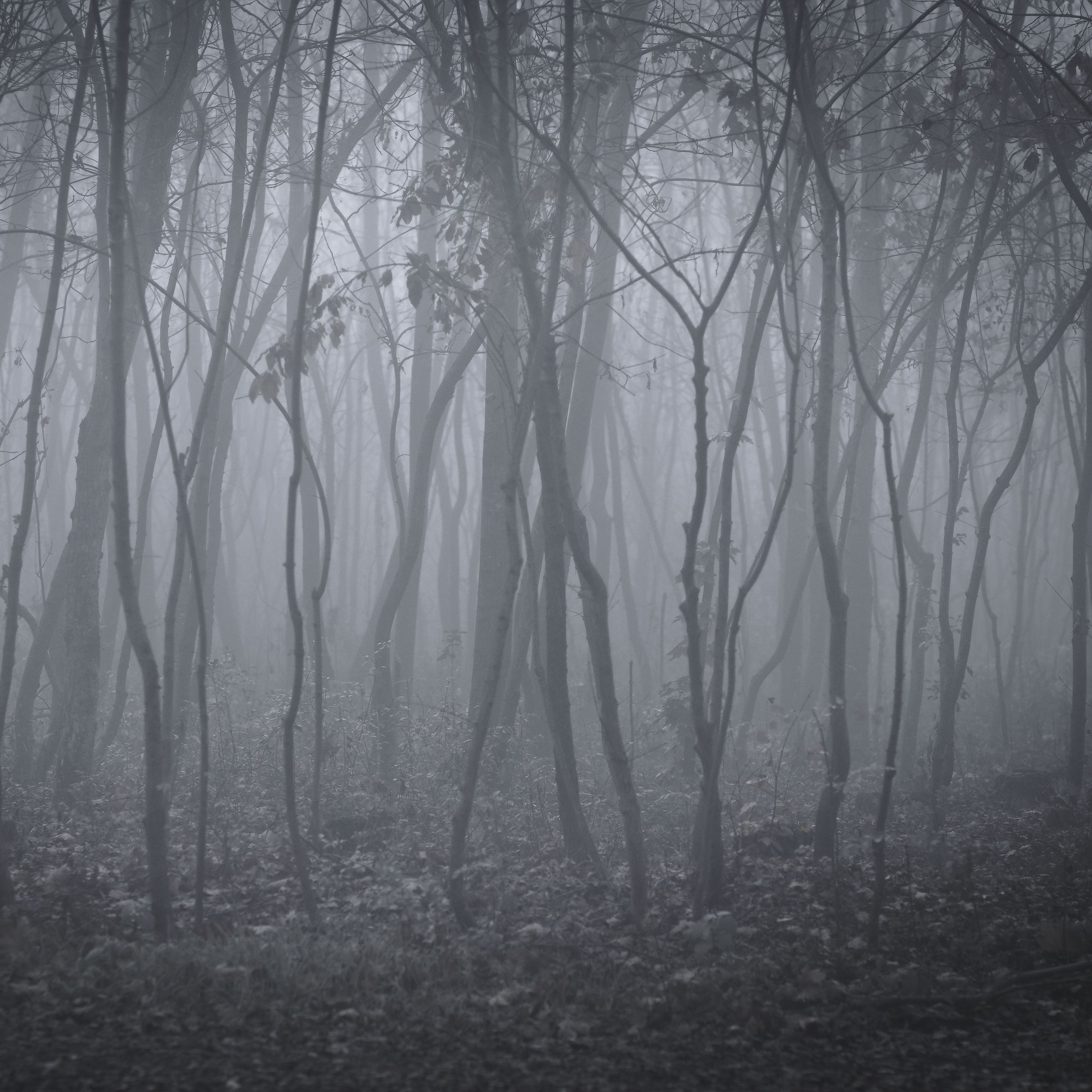 Ноябрь одинокое дерево туман Япония