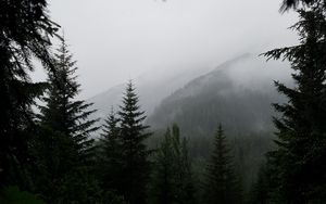 Превью обои деревья, туман, лес, горы