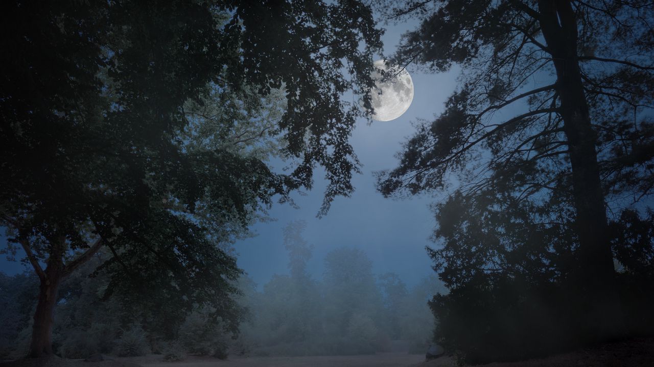 Обои деревья, туман, луна, ночь